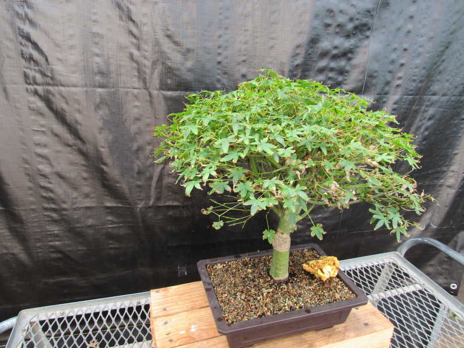 58 Year Old Dwarf Japanese Maple Bonsai Tree Side