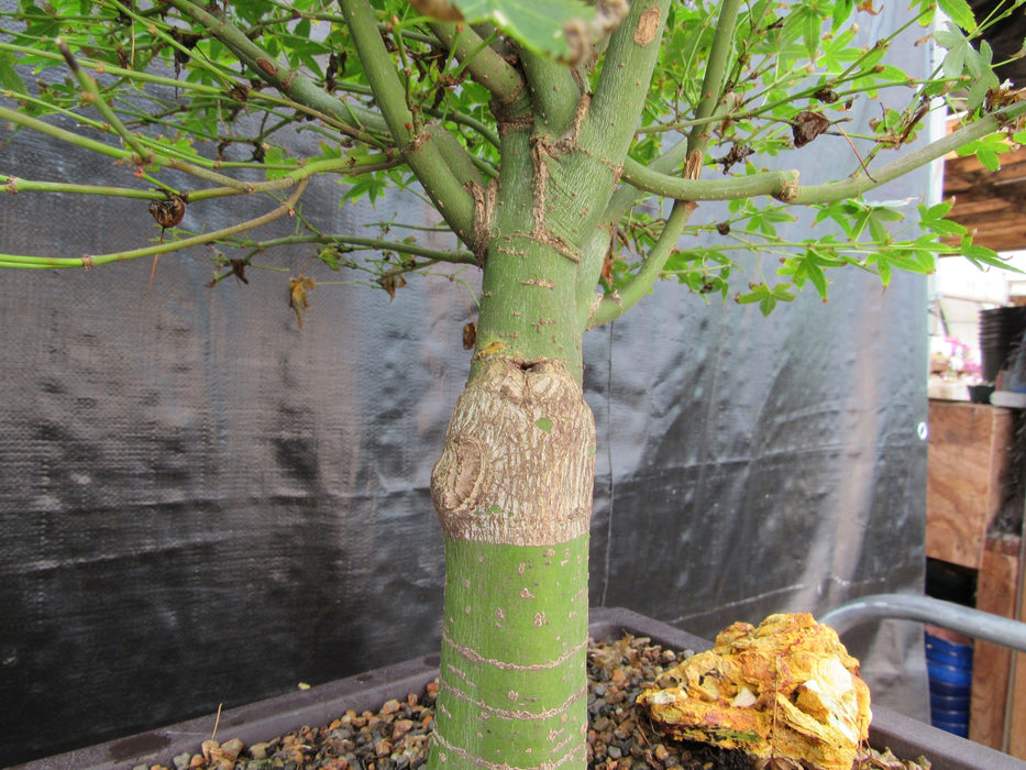 58 Year Old Dwarf Japanese Maple Bonsai Tree Bark