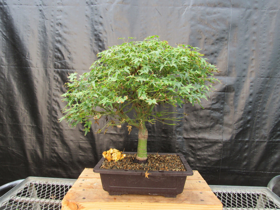 58 Year Old Dwarf Japanese Maple Bonsai Tree Back