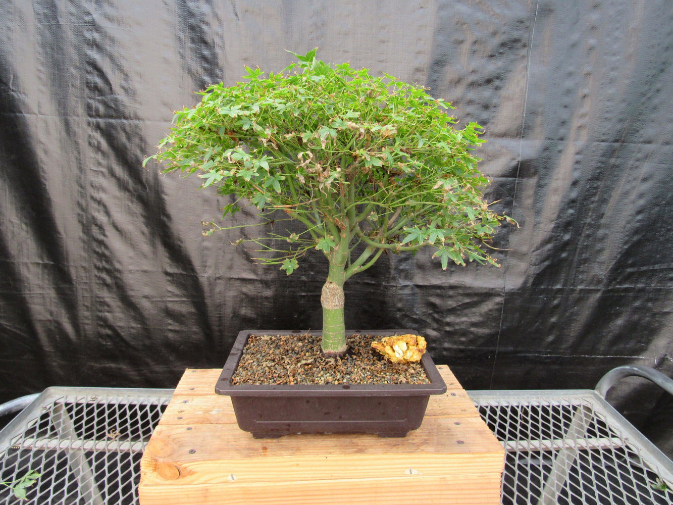 58 Year Old Dwarf Japanese Maple Bonsai Tree