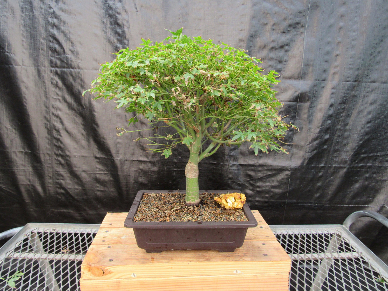 japanese maple tree bonsai 48 Year Old Dwarf Japanese Maple Bonsai Tree