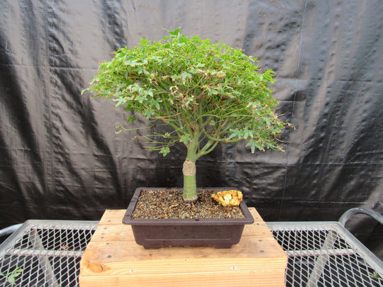 red maple bonsai tree indoor 48 Year Old Dwarf Japanese Maple Bonsai Tree