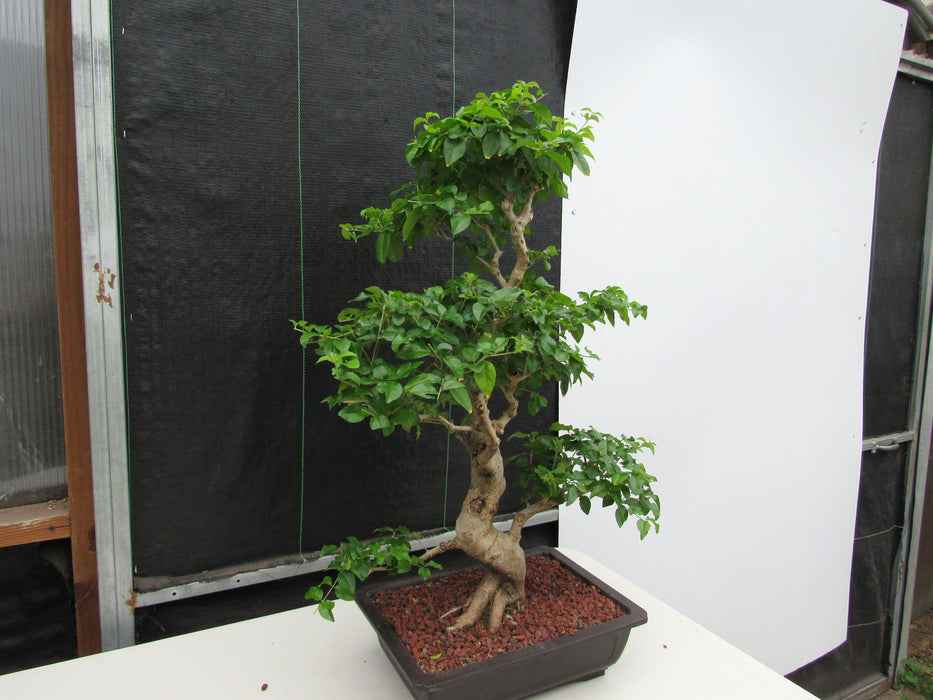 48 Year Old Flowering Ligustrum Specimen Curved Trunk Bonsai Tree Softer Side