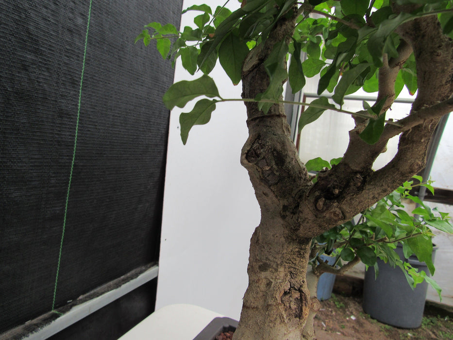 48 Year Old Flowering Ligustrum Specimen Curved Trunk Bonsai Tree Trunk Bark