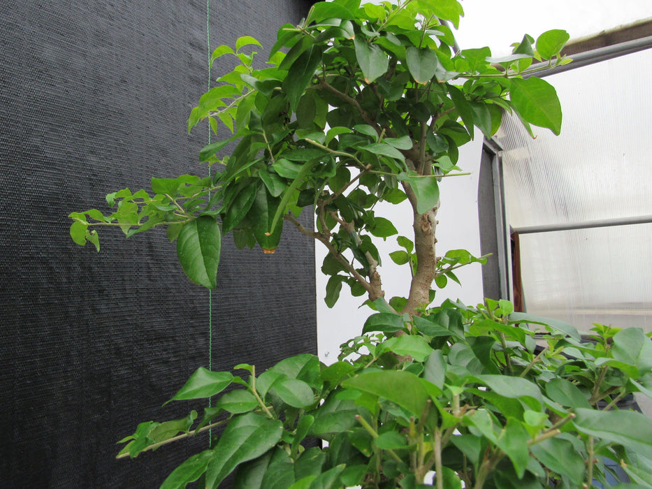 48 Year Old Flowering Ligustrum Specimen Curved Trunk Bonsai Tree Top Branches