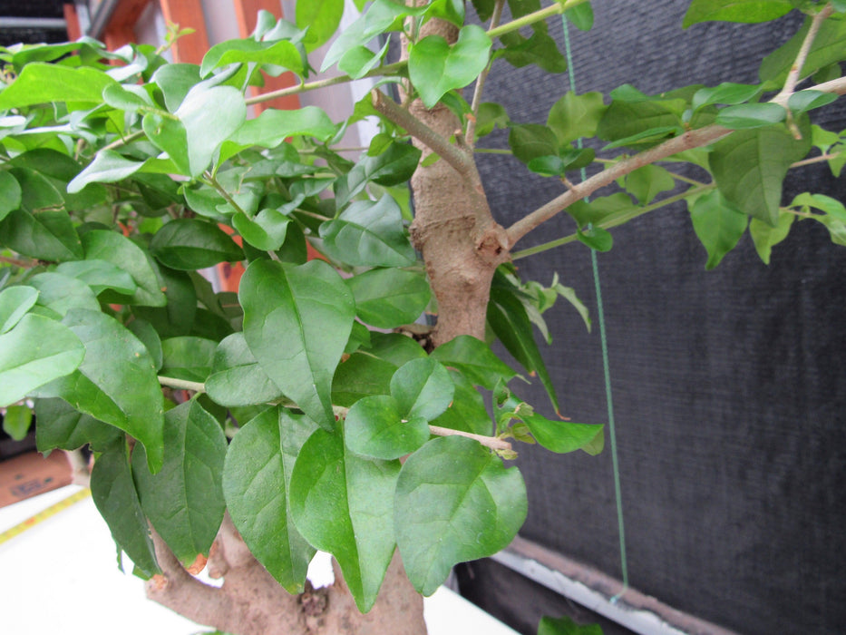 48 Year Old Flowering Ligustrum Specimen Curved Trunk Bonsai Tree New Growth
