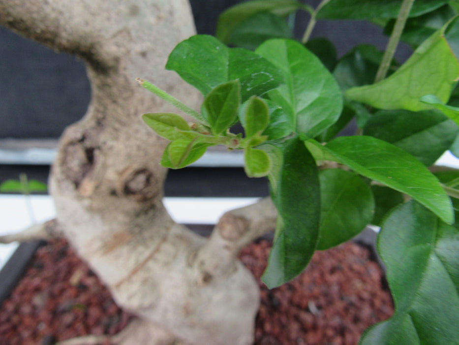 48 Year Old Flowering Ligustrum Specimen Curved Trunk Bonsai Tree New Growth Close