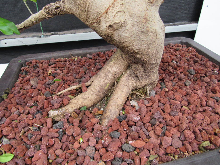 48 Year Old Flowering Ligustrum Specimen Curved Trunk Bonsai Tree Rootball