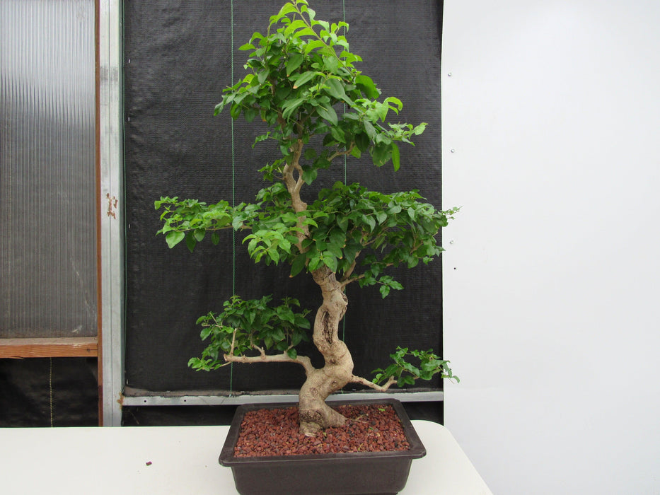 48 Year Old Flowering Ligustrum Specimen Curved Trunk Bonsai Tree Back