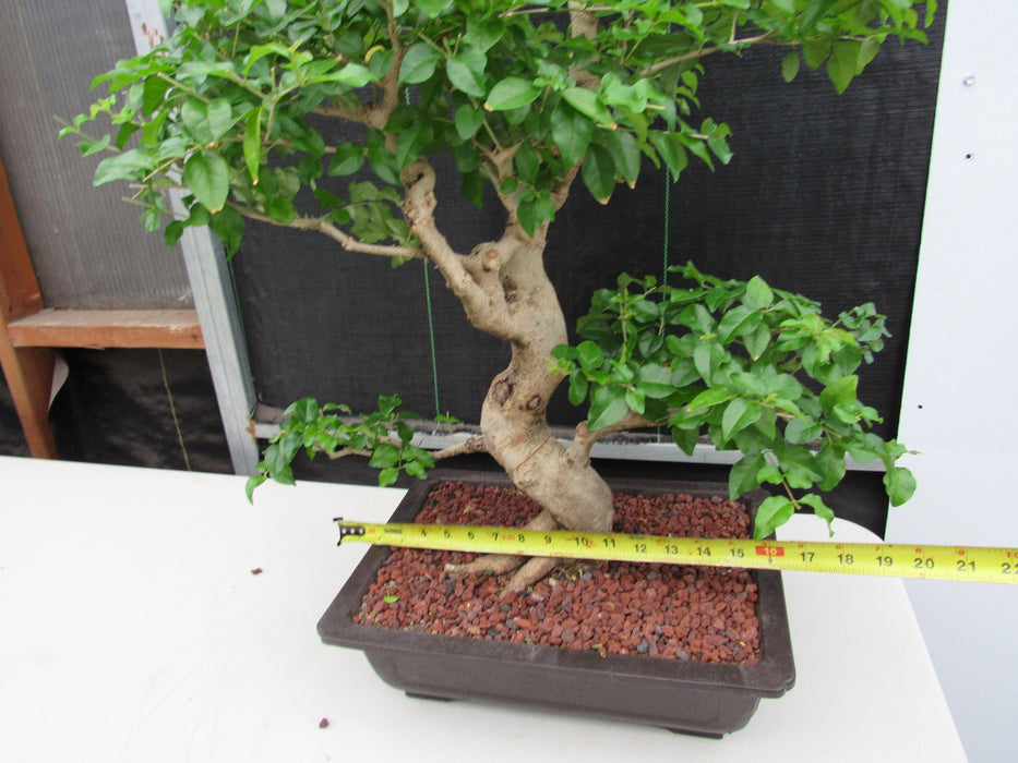 48 Year Old Flowering Ligustrum Specimen Curved Trunk Bonsai Tree Size