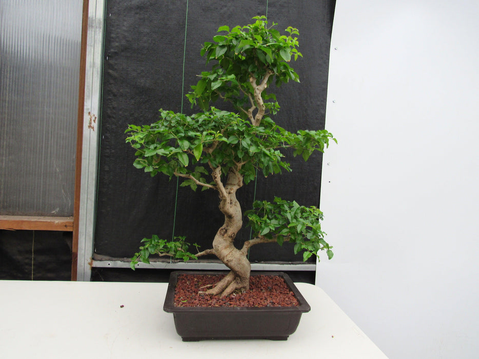 48 Year Old Flowering Ligustrum Specimen Curved Trunk Bonsai Tree Profile