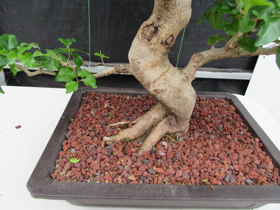 48 Year Old Flowering Ligustrum Specimen Curved Trunk Bonsai Tree Roots