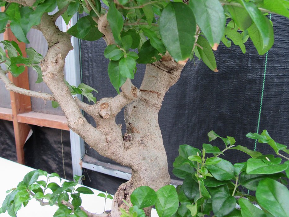48 Year Old Flowering Ligustrum Specimen Curved Trunk Bonsai Tree Branch Structure