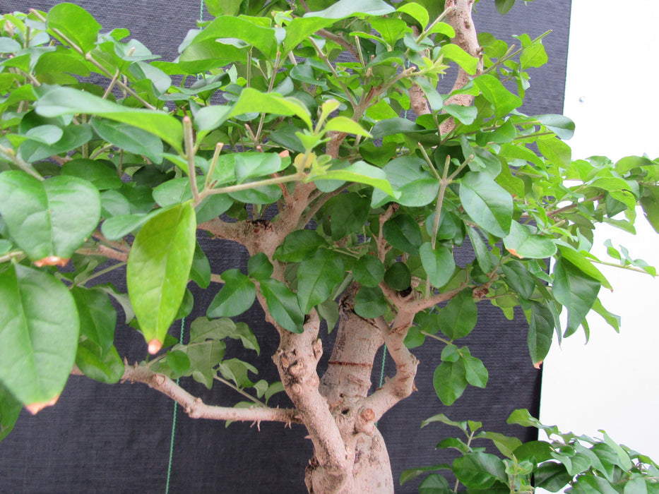 48 Year Old Flowering Ligustrum Specimen Curved Trunk Bonsai Tree Foliage