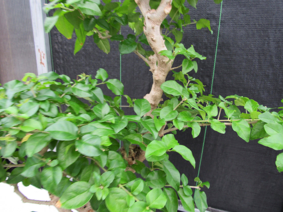48 Year Old Flowering Ligustrum Specimen Curved Trunk Bonsai Tree Leaves
