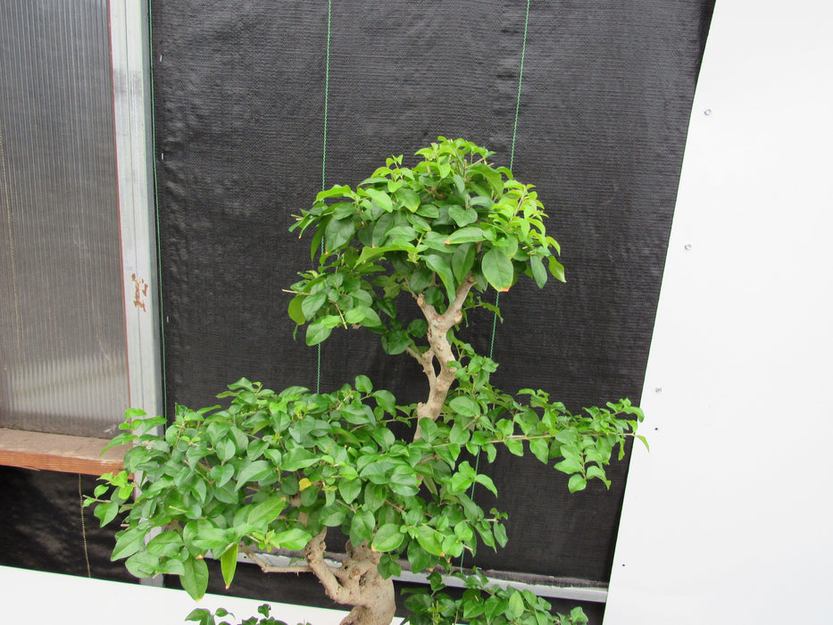 48 Year Old Flowering Ligustrum Specimen Curved Trunk Bonsai Tree Canopy