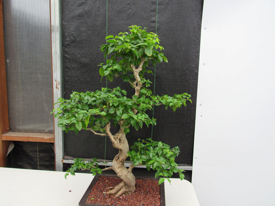 48 Year Old Flowering Ligustrum Specimen Curved Trunk Bonsai Tree Side