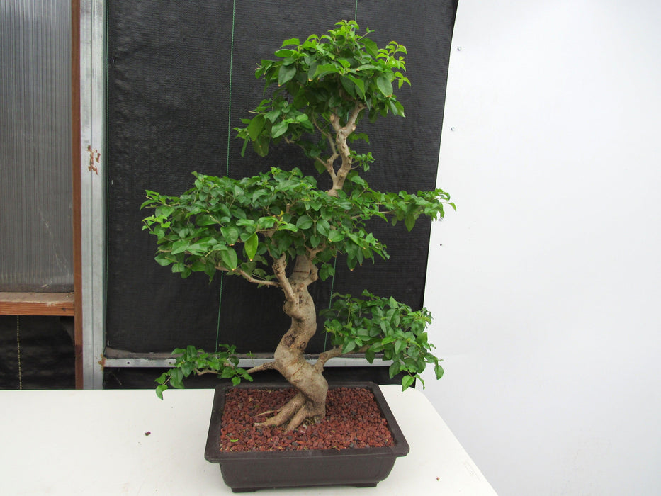 48 Year Old Flowering Ligustrum Specimen Curved Trunk Bonsai Tree