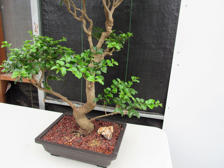 48 Year Old Flowering Ligustrum Specimen Twisty Top Bonsai Tree Lower Side