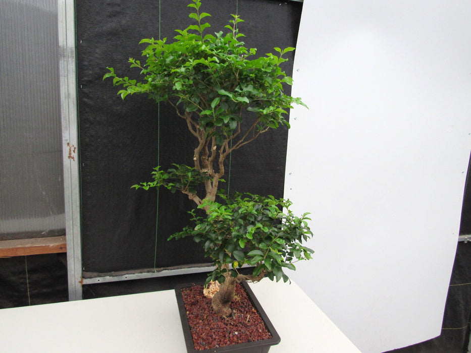 48 Year Old Flowering Ligustrum Specimen Twisty Top Bonsai Tree Hard Side Angle