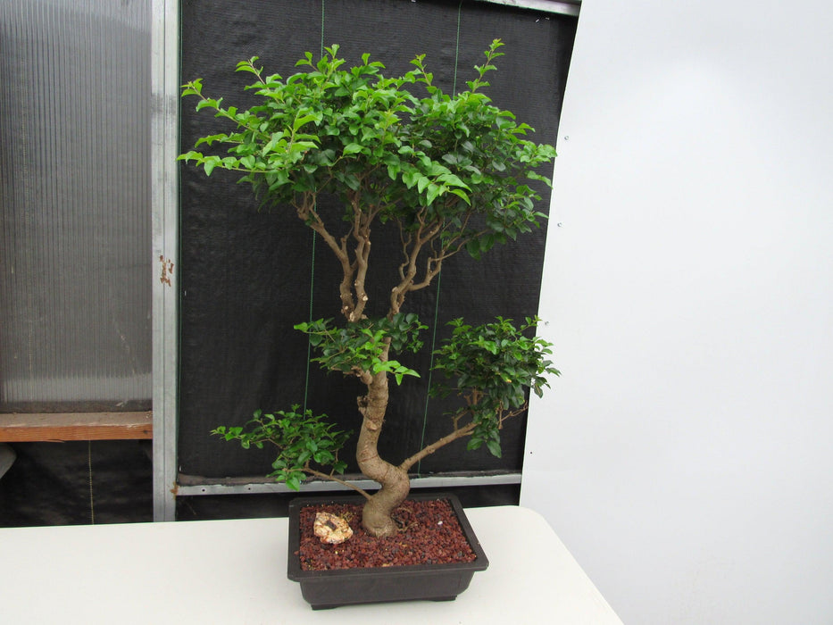 48 Year Old Flowering Ligustrum Specimen Twisty Top Bonsai Tree Back