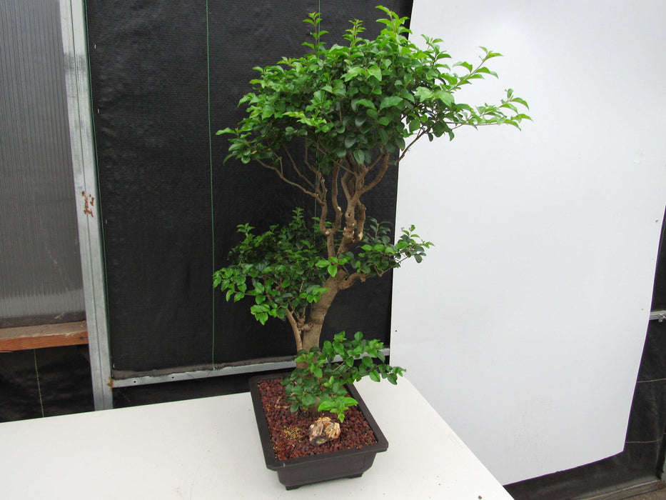 48 Year Old Flowering Ligustrum Specimen Twisty Top Bonsai Tree Soft Side Angle