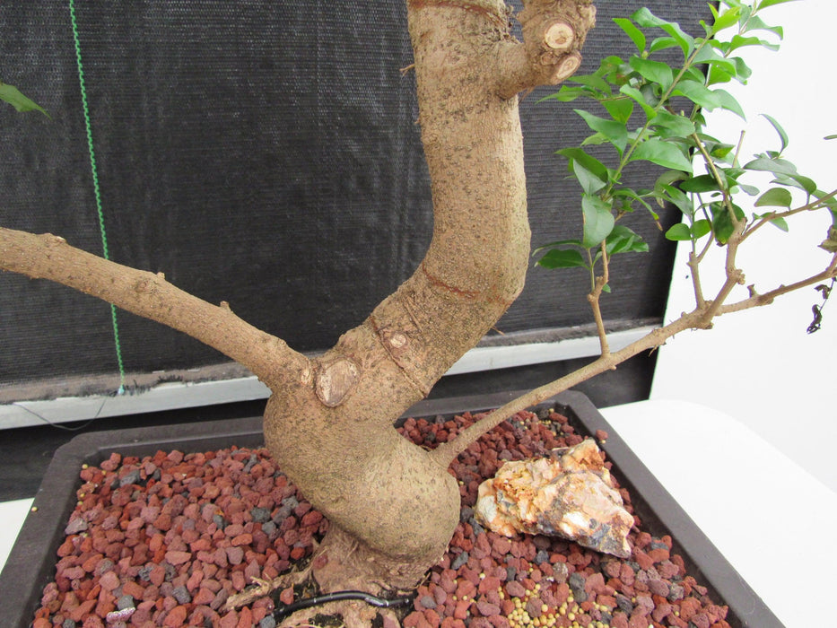 48 Year Old Flowering Ligustrum Specimen Twisty Top Bonsai Tree Curved Shape