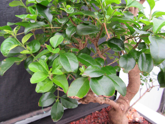 bonsai tree sticky leaves 48 Year Old Flowering Ligustrum Specimen Twisty Top Bonsai Tree