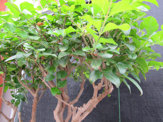 guava bonsai tree 48 Year Old Flowering Ligustrum Specimen Twisty Top Bonsai Tree