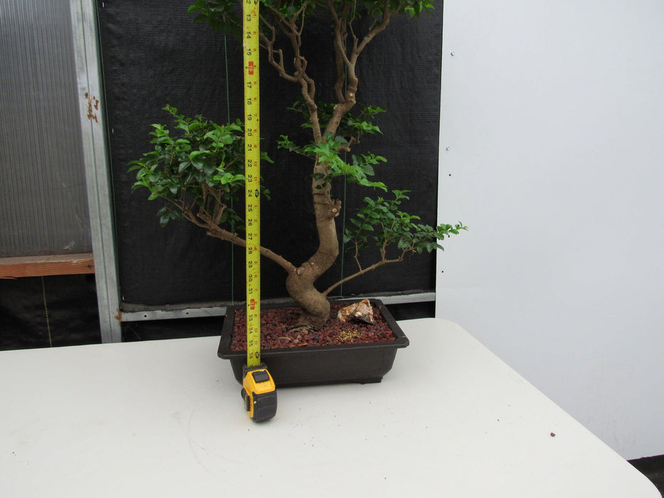 48 Year Old Flowering Ligustrum Specimen Twisty Top Bonsai Tree Height