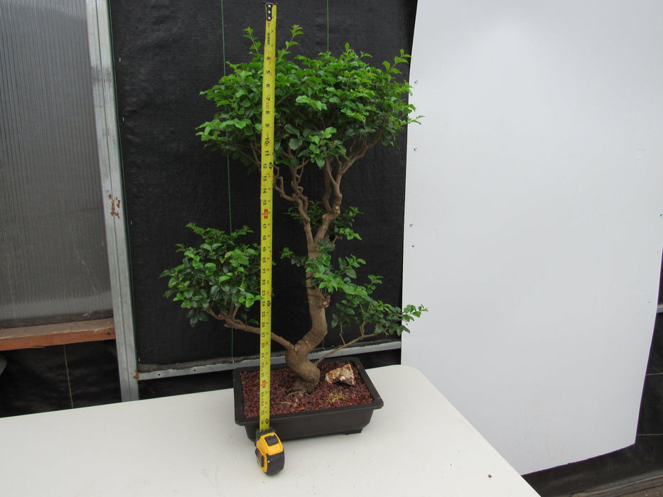 48 Year Old Flowering Ligustrum Specimen Twisty Top Bonsai Tree Tall