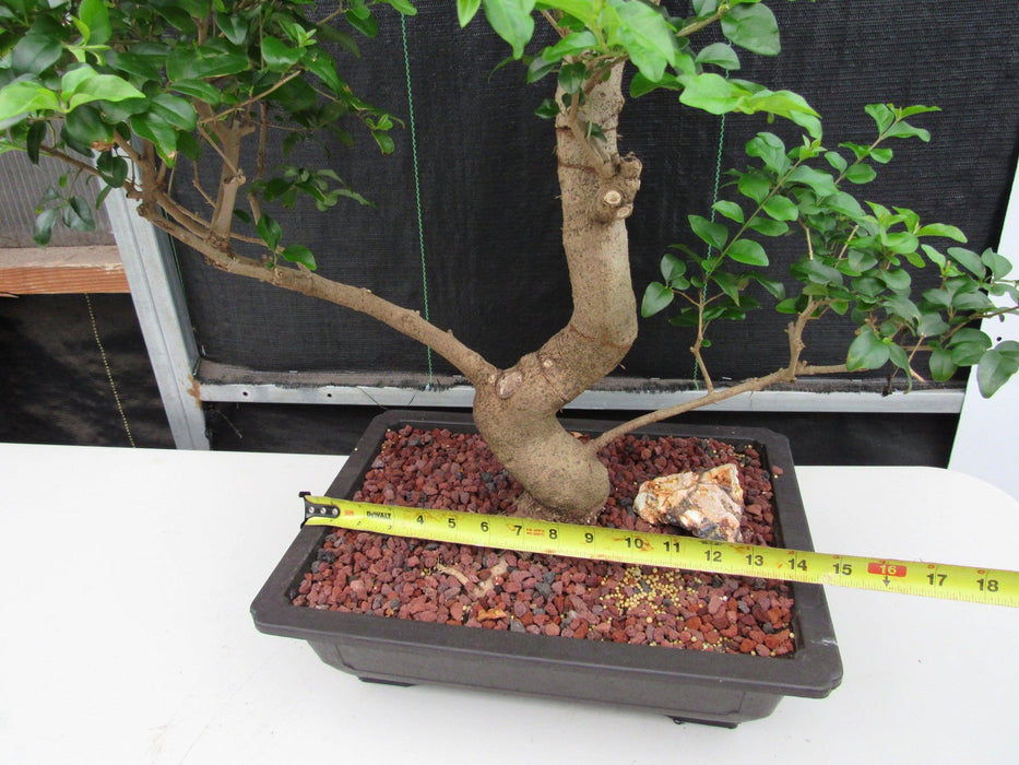 48 Year Old Flowering Ligustrum Specimen Twisty Top Bonsai Tree Size