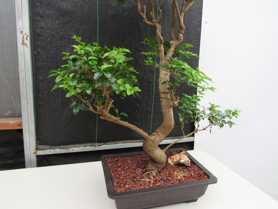 48 Year Old Flowering Ligustrum Specimen Twisty Top Bonsai Tree Lower Curve