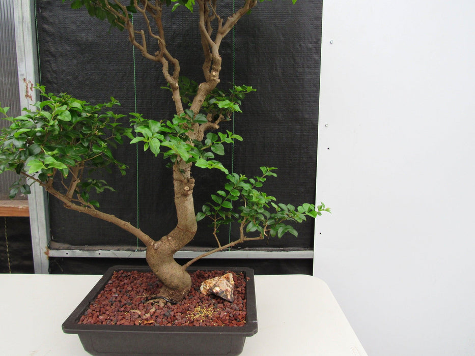 48 Year Old Flowering Ligustrum Specimen Twisty Top Bonsai Tree Side Curve