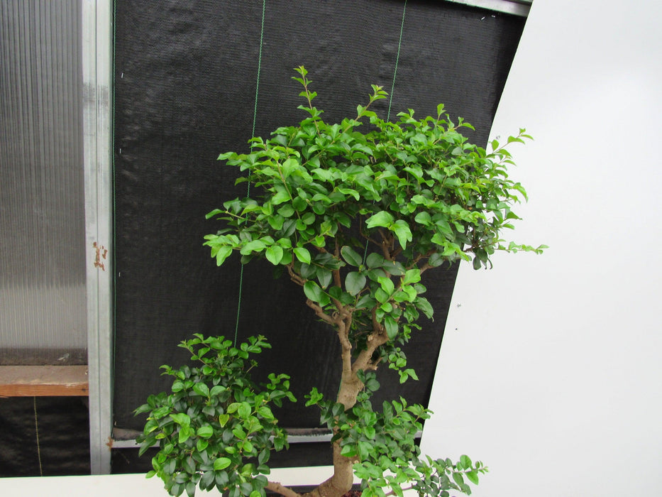 48 Year Old Flowering Ligustrum Specimen Twisty Top Bonsai Tree Canopy