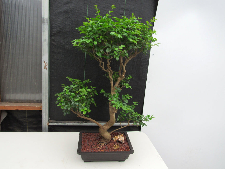 48 Year Old Flowering Ligustrum Specimen Twisty Top Bonsai Tree