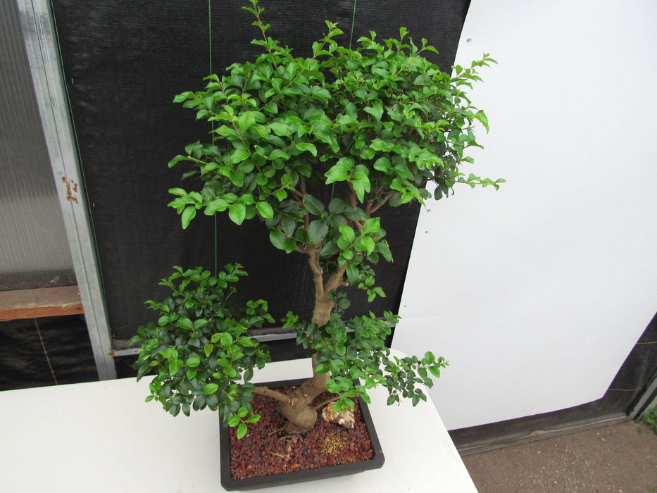 48 Year Old Flowering Ligustrum Specimen Twisty Top Bonsai Tree Birds Eye