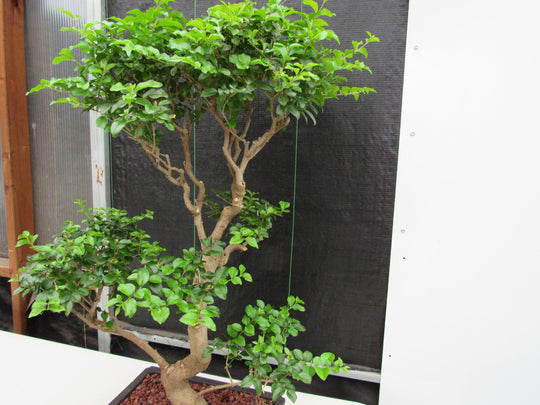 ligustrum bonsai tree 48 Year Old Flowering Ligustrum Specimen Twisty Top Bonsai Tree