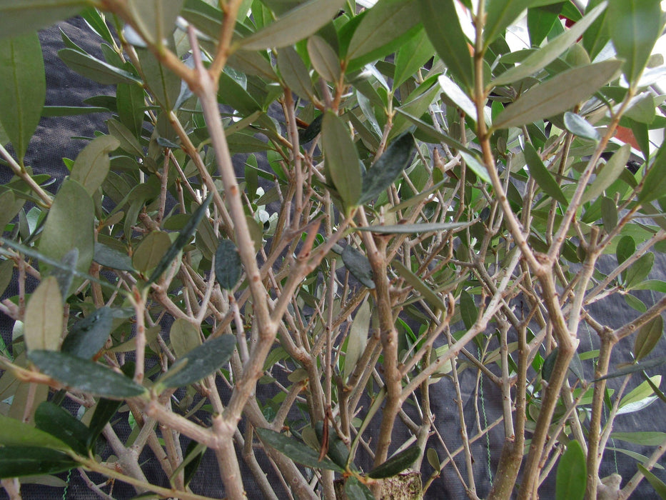 48 Year Old Rescued European Olive Specimen Bonsai Tree Branches