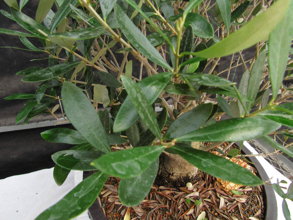 48 Year Old Rescued European Olive Specimen Bonsai Tree Leaves