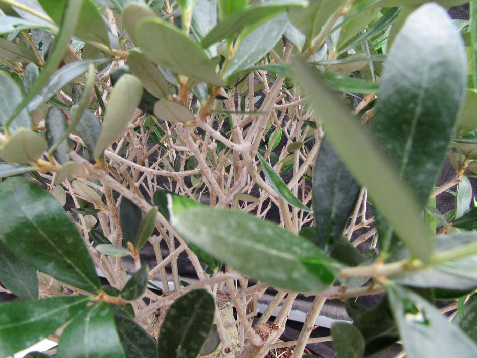 48 Year Old Rescued European Olive Specimen Bonsai Tree Twiggy Branches