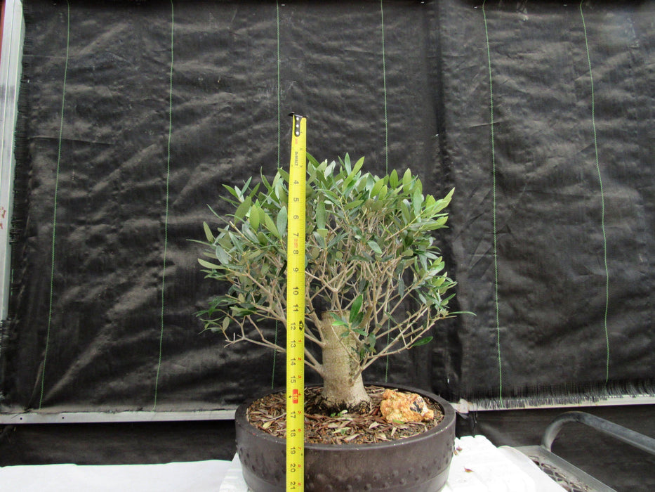48 Year Old Rescued European Olive Specimen Bonsai Tree Height