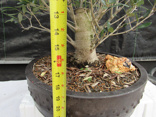 48 Year Old Rescued European Olive Specimen Bonsai Tree