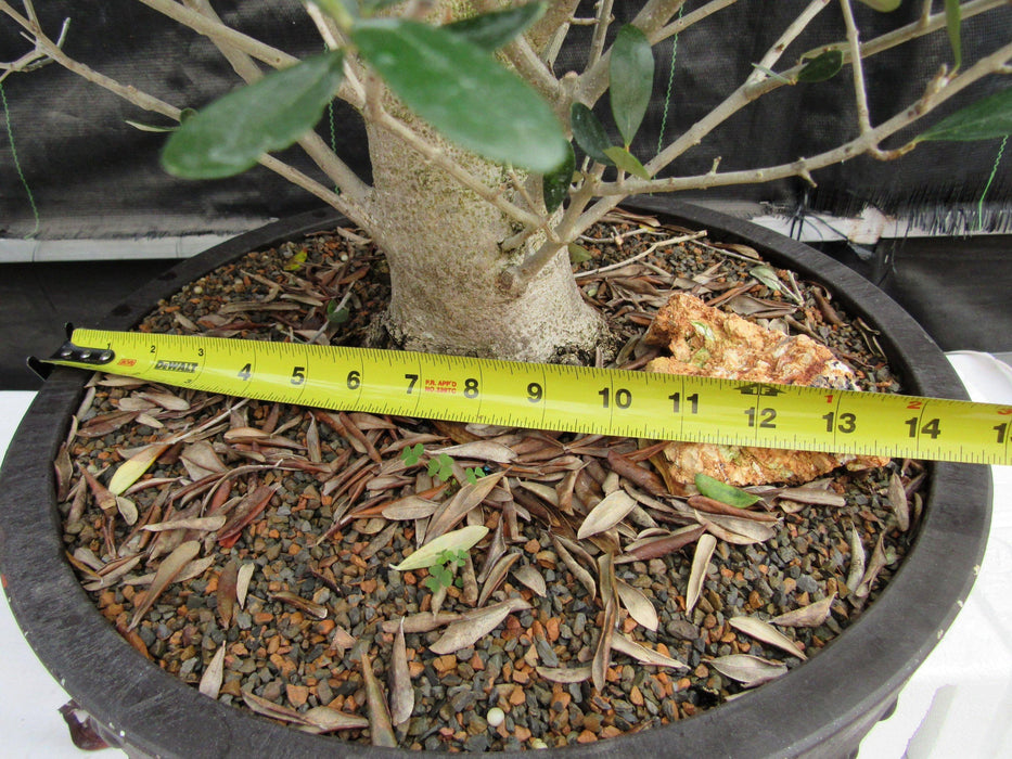 48 Year Old Rescued European Olive Specimen Bonsai Tree Size