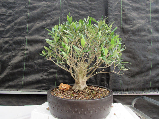 48 Year Old Rescued European Olive Specimen Bonsai Tree