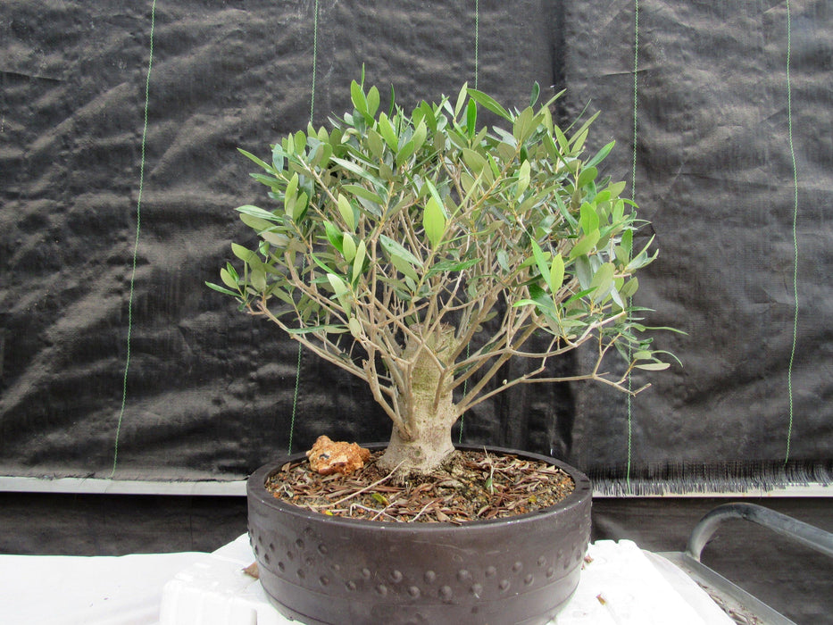 48 Year Old Rescued European Olive Specimen Bonsai Tree Back