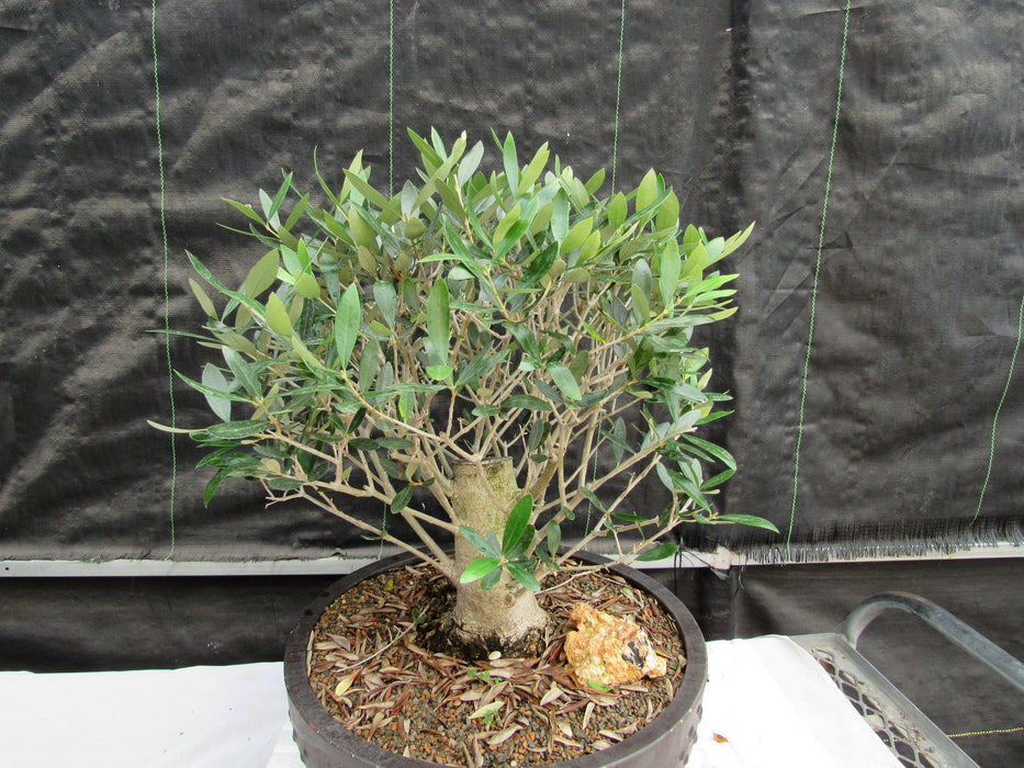 48 Year Old Rescued European Olive Specimen Bonsai Tree Profile