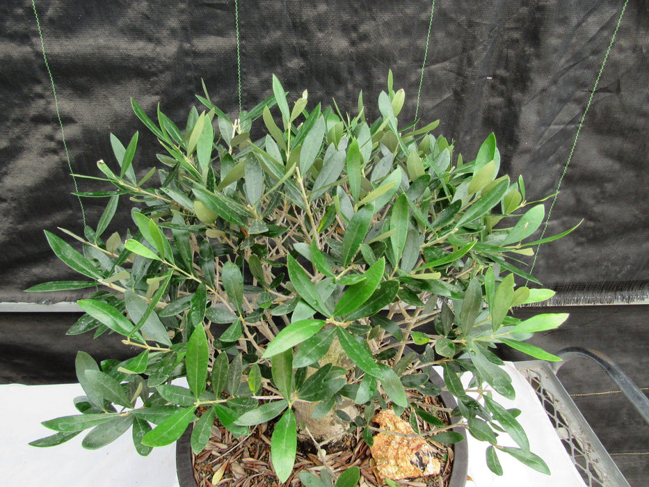 48 Year Old Rescued European Olive Specimen Bonsai Tree Canopy