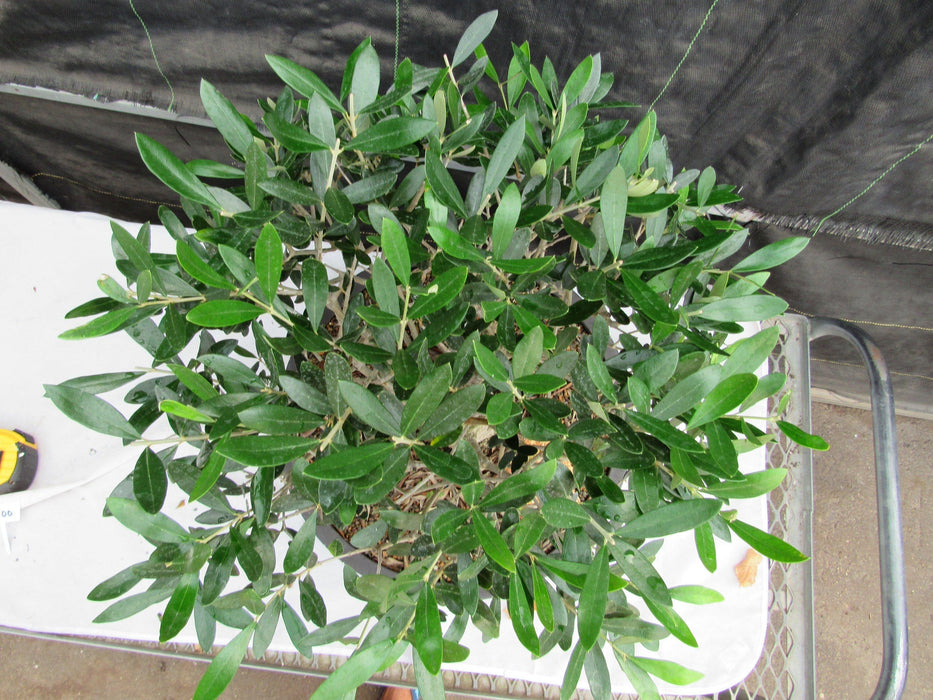 48 Year Old Rescued European Olive Specimen Bonsai Tree Top