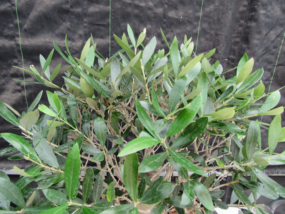 48 Year Old Rescued European Olive Specimen Bonsai Tree Leaves